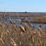 Віддали острів регіонального парку під селянське господарство: прокуратура оскаржує незаконну передачу землі у Самарських плавнях