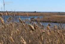 Віддали острів регіонального парку під селянське господарство: прокуратура оскаржує незаконну передачу землі у Самарських плавнях