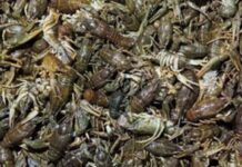 Понад 1 млн грн збитків: на Інгульці у Криворізькому районі викрили чоловіка, який ловив раків