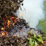 Скільки коштує спалити гілки у дворі: штрафи і правила, про які часто забувають