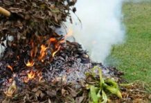 Скільки коштує спалити гілки у дворі: штрафи і правила, про які часто забувають