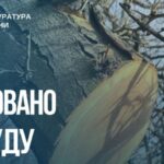 Незаконна порубка дерев зі збитками довкіллю на понад 2 млн грн: судитимуть жителів Запорізького району