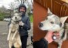 У Дніпрі загубленого хаскі повернули власнику: подробиці