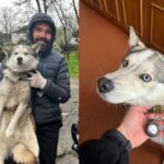 У Дніпрі загубленого хаскі повернули власнику: подробиці