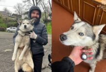 У Дніпрі загубленого хаскі повернули власнику: подробиці