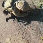 Запорізькі поліцейські врятували їжака, який застряг в антидроновій сітці