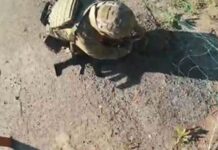 Запорізькі поліцейські врятували їжака, який застряг в антидроновій сітці