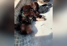 У Кривому Розі собаку вбило струмом на очах у дитини: деталі