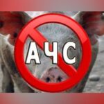 На Дніпропетровщині зафіксували спалах африканської чуми свиней