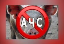 На Дніпропетровщині зафіксували спалах африканської чуми свиней