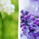 Дорогий букет: які штрафи загрожують українцям за пошкодження кущів бузку