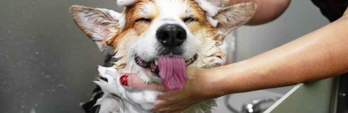 how-to-bathe-a-dog-at-home-for-the-first-time-min_69f262b31450d