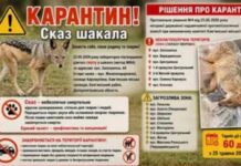 У селищі на Дніпропетровщині ввели карантин через випадок сказу