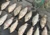 Водний патруль Дніпра виявив рибалку-браконьєра, який порушив нерестову заборону