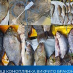 На Дніпропетровщині браконьєр наловив риби на понад 82 тисячі гривень збитків