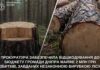 Після позову прокуратури до бюджету Дніпра повернули майже 2 млн грн за незаконну вирубку лісу