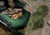 На Дніпропетровщині викрили двох чоловіків, які незаконно ловили рибу під час нересту