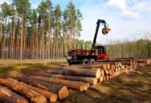 ДП «Ліси України» заплатило майже 800 тисяч гривень за незаконну вирубку дерев на Дніпропетровщині