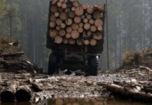 На Дніпропетровщині лісгосп через суд зобов’язали сплатити майже 800 тисяч гривень за незаконну вирубку лісу
