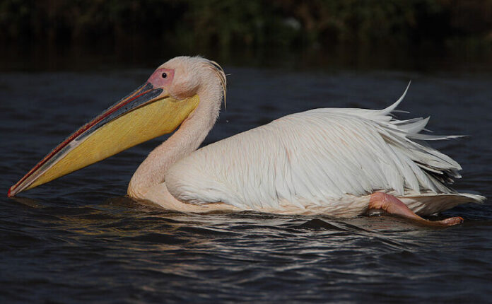 pelecanus-onocrotalus2