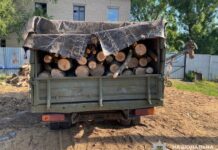 На Дніпропетровщині викрили «чорних лісорубів»: збитки оцінили майже у 700 тисяч гривень