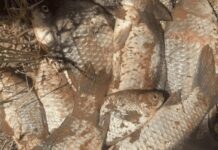 В Запоріжжі на Сухій Московці спіймали браконьєра