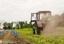Аграрії Дніпропетровщини збирають врожай овочів
