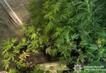 Незаконне вирощування конопель у квартирі: правоохоронці Кривого Рогу завершили розслідування