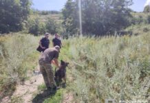 На Дніпропетровщині службові собаки відпрацювали пошук людей під завалами