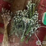 На Криворіжжі у 69-річного чоловіка виявили плантацію конопель і понад сотню рослин маку