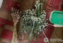 На Криворіжжі у 69-річного чоловіка виявили плантацію конопель і понад сотню рослин маку