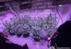 У Кам’янському районі судитимуть двох чоловіків за незаконне вирощування конопель