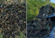 На Південному водосховищі у Кривому Розі рибоохоронці врятували понад тисячу раків