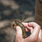 Не доросли до вилову: на Павлоградщині у браконьєра вилучили 44 раки