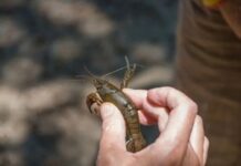 Не доросли до вилову: на Павлоградщині у браконьєра вилучили 44 раки