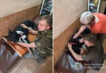 Під час ворожої атаки на Запоріжжі постраждала службова собака Фортуна