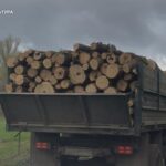 На Дніпропетровщині судитимуть «чорних лісорубів», які завдали державі майже 3 млн грн збитків