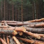 У Кам’янському районі громаду зобов’язали відшкодувати понад 1 млн грн збитків за незаконну вирубку дерев