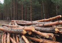 У Кам’янському районі громаду зобов’язали відшкодувати понад 1 млн грн збитків за незаконну вирубку дерев