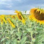 Мешканець Кам’янського посіяв підхолнух на чужому полі: а далі не пощастило
