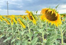 Мешканець Кам’янського посіяв підхолнух на чужому полі: а далі не пощастило