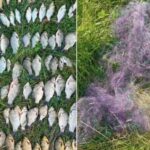 На Дніпропетровщині виявили рибалку-браконьєра, який наловив риби на понад 205 тис. гривень