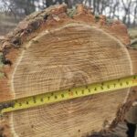 На Дніпропетровщині вісьмох людей підозрюють у незаконній вирубці лісу на майже 10 млн грн
