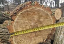 На Дніпропетровщині вісьмох людей підозрюють у незаконній вирубці лісу на майже 10 млн грн