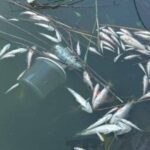 У Кривому Розі в одній із водойм зафіксували масову загибель риби