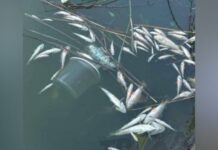 У Кривому Розі в одній із водойм зафіксували масову загибель риби