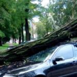 У Кам’янському через сильний вітер на автівку впало дерево