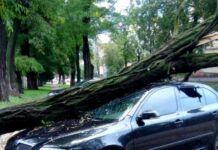 У Кам’янському через сильний вітер на автівку впало дерево