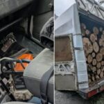 Небайдужі громадяни повідомили про спилювання дерев: у Кривому Розі затримали двох чоловіків
