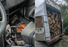 Небайдужі громадяни повідомили про спилювання дерев: у Кривому Розі затримали двох чоловіків